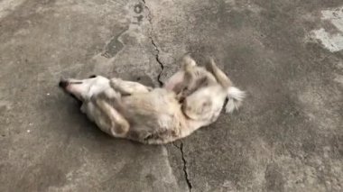 Beyaz köpek yere yuvarlanıyor..