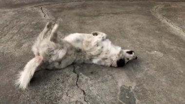 Beyaz köpek yere yuvarlanıyor..