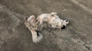 Beyaz köpek yere yuvarlanıyor..