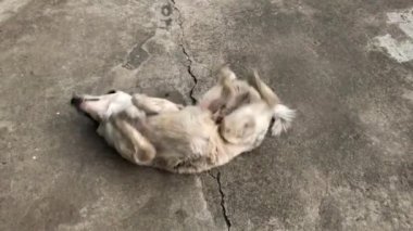 Beyaz köpek yere yuvarlanıyor..