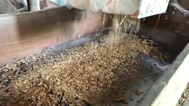 在泰国北部 用当地的老式木制碾米机碾米 农村从稻田到碾米期间的碾米机 4K视频镜头 — 图库视频影像