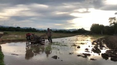 LAMPANG, THAILAND - 18 Temmuz 2021: Akşamları pirinç tarlasında pirinç taşıyan Asyalı çiftçi traktörü, çiftçiler Tayland 'ın kuzeyinde ekim için hazırlık yapıyorlardı..
