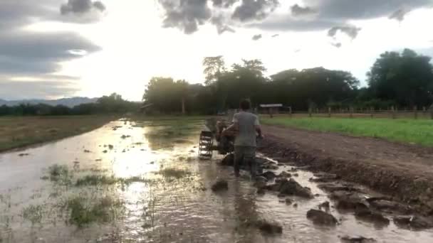Lampang Thailand Julho 2021 Rice Farming Asian Man Walking Tractor — Vídeo de Stock