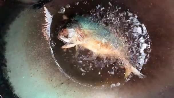 Ikan Mackerel Goreng Dengan Minyak Panas Panci Baja Dapur Konsep — Stok Video