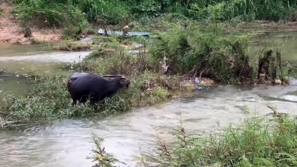 Buffalo Ngao Lampang City Thailand Buffaloes Eat Grasslands River Heavy — Stock Video