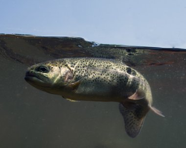 Salmo, balık, su, yırtıcı hayvan