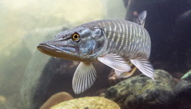 Pike, esox lucius, yelken, Balık,