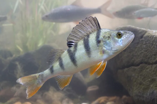 ,perca fluviatilis, peces de agua dulce, esperando , — Foto de Stock