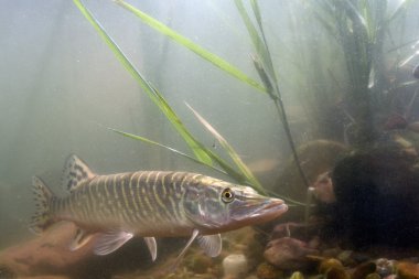 Pike, su, predator, esox lucius