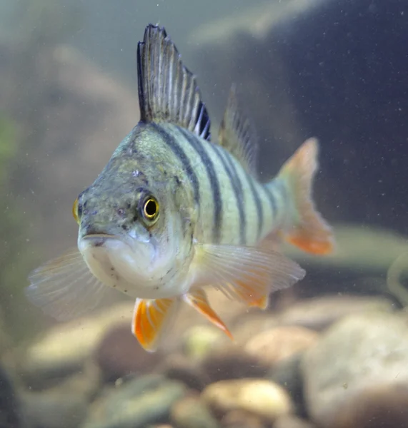 Okoun říční, okoun fluviatilus,water.predator — Stock fotografie