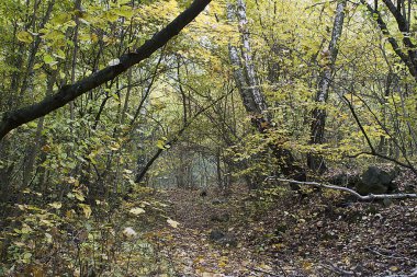 Mikser orman, yol, yaprak, sonbahar, ağaç