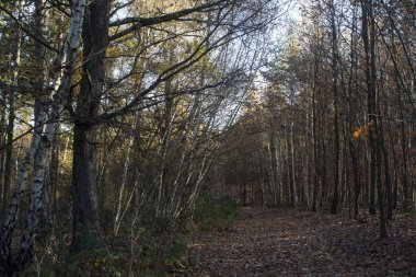 Mikser orman, yol, yaprak, sonbahar, ağaç