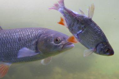 leusirus cephalus, tatlısu kefali, göz, hayvan,