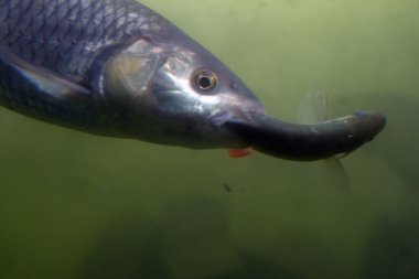 leusirus cephalus, tatlısu kefali, göz, hayvan,
