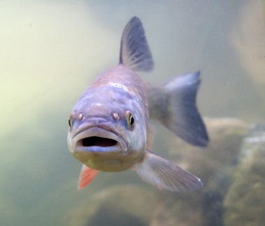 leusirus cephalus, tatlısu kefali, göz, hayvan,
