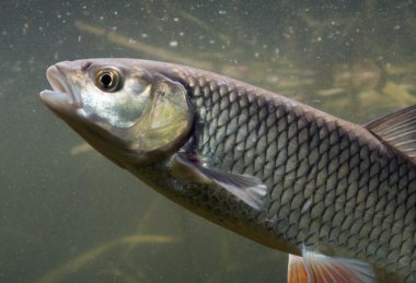 leusirus cephalus, tatlısu kefali, göz, hayvan,
