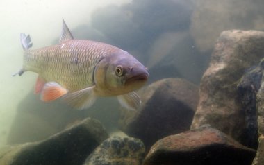leusirus cephalus, tatlısu kefali, göz, hayvan,