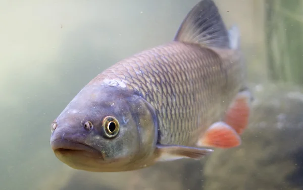 Leusirus cephalus, chub, eye, animal , — Foto de Stock