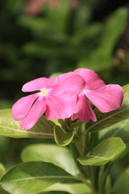 Güzel çiçekler, bulanık arkaplanda bir çiçeğin yakın çekimi.