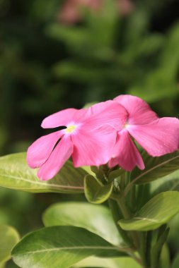 Güzel çiçekler, bulanık arkaplanda bir çiçeğin yakın çekimi.