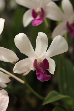 Güzel çiçekler, bulanık arkaplanda bir çiçeğin yakın çekimi.