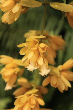 Güzel çiçekler, bulanık arkaplanda bir çiçeğin yakın çekimi.