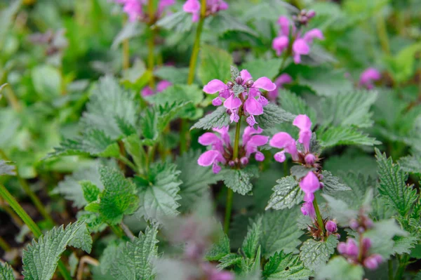 Taze yeşil yapraklı bir dalın üzerinde sarı erik çiçekleri ve beyaz kiraz çiçeklerine yakın çekim. Bahar bahçesinin yumuşak doğal bokeh arka planı.