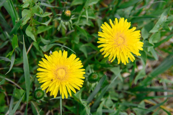 Çalışkan bir bal arısı yeşil bir çayırda canlı sarı bir karahindiba üzerinde oturur. Böceğin detaylarını ve taç yapraklarının doğal dokusunu gösteren yakın çekim..