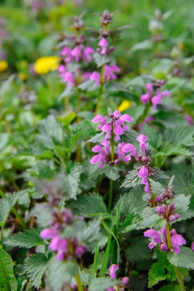 Taze yeşil yapraklı bir dalın üzerinde sarı erik çiçekleri ve beyaz kiraz çiçeklerine yakın çekim. Bahar bahçesinin yumuşak doğal bokeh arka planı.