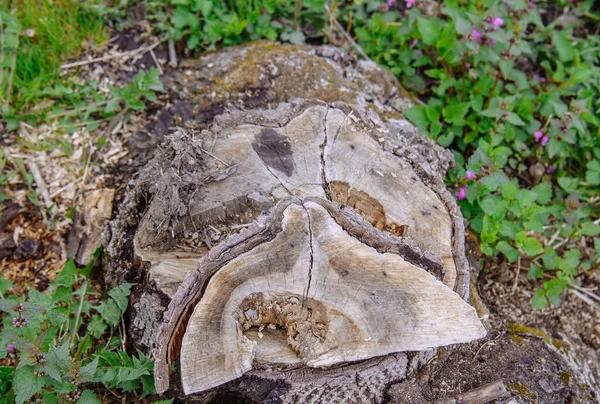 Yıpranmış ağaç kütüğünün üst manzarası görünür halkalar ve doku ile çevrili, yaban mor çiçekler ve bir bahar bahçesindeki yeşil çimenler.