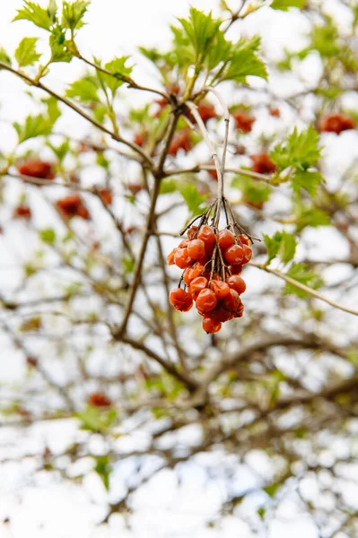 Yeni yeşil tomurcuklar ve yapraklar filizlenmeye başlarken ilkbaharın başlarında bir daldan sarkan kırmızı Viburum Opulus (guelder gülü) kümesi.
