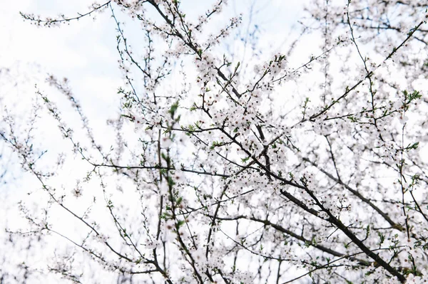 İlkbahar mevsiminde küçük beyaz çiçeklerle kaplı güzel bir meyve ağacı. Bulutlu bir gökyüzüne karşı alçak bir açıdan çekilmiş, doğa temalı arka planlar için mükemmel..