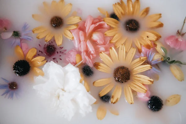 Sıcak süt banyosunda zarif bir şekilde yüzen çeşitli canlı çiçekleri yakalayan yakın çekim, yüksek açılı bir fotoğraf. Özellikleri sarı papatyalar, pembe güller, mor devedikenleri ve beyaz çiçeklerdir. Hepsi kısmen mat sütlü suya batmış..