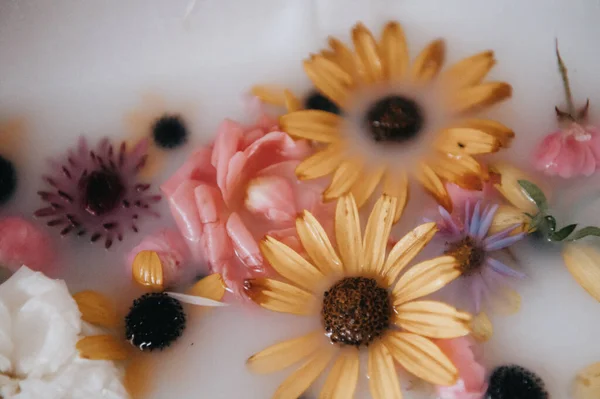 Sıcak süt banyosunda zarif bir şekilde yüzen çeşitli canlı çiçekleri yakalayan yakın çekim, yüksek açılı bir fotoğraf. Özellikleri sarı papatyalar, pembe güller, mor devedikenleri ve beyaz çiçeklerdir. Hepsi kısmen mat sütlü suya batmış..