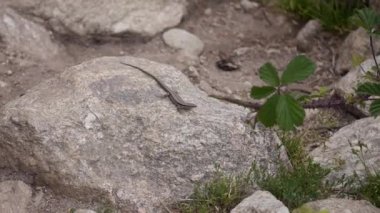 kertenkele taş üzerinde