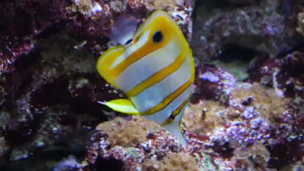 Butterflyfish looking for food — Stock Video