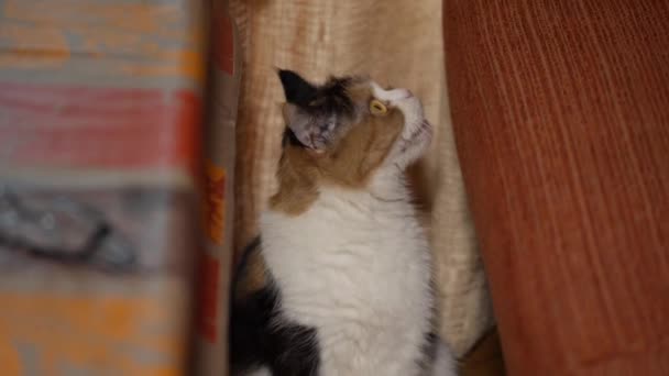 Yawning CAT FEMALE SYMMETRY — Stock Video