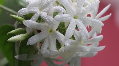 Yasemin çiçekleri rüzgarda sallanıyor. Harika çiçekli yasemin ağır çekim videosu