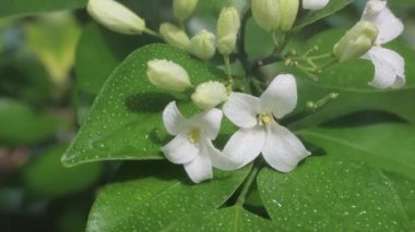 Yasemin çiçekleri rüzgarda sallanıyor. Harika çiçek açan yasemin 4K stok görüntüsü