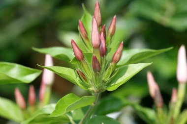Yasemin çiçeklerinin üzerine çiğ taneleri saçan yumuşak bir sis.