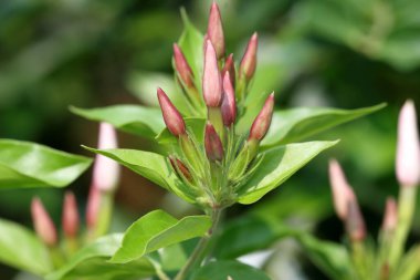 Yasemin çiçeklerinin üzerine çiğ taneleri saçan yumuşak bir sis.