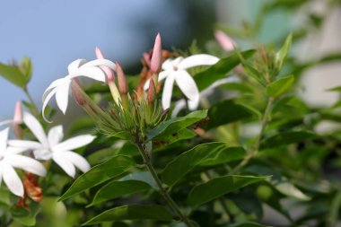 Yasemin çiçekleri rüzgarda sallanıyor