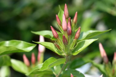Gün batımında yasemin dalı açıyor. Güzel kar beyazı yasemin çiçekleri su damlalarında