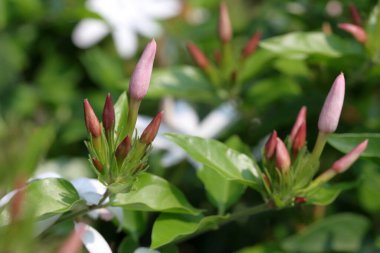 Gün batımında yasemin dalı açıyor. Güzel kar beyazı yasemin çiçekleri su damlalarında