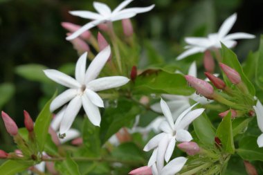 Ağaçtaki yasemin çiçeklerine yakın çekim. Gün batımında yasemin dalı açıyor. Güzel kar beyazı yasemin çiçekleri su damlalarında