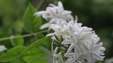 Yasemin çiçeği en çok sabahları izole olur. Güzel yavaş çekim doğa görüntüleri.
