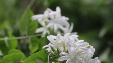 Yasemin çiçeği en çok sabahları izole olur. Güzel yavaş çekim doğa görüntüleri.