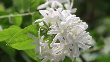 Yasemin çiçeklerinin üzerine düşen damlacıklar. 4k video