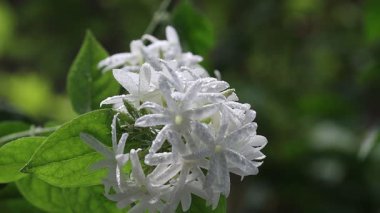 Yağmur Damlalarındaki Çiçek, Çiçeğin Makro Manzarası, Yavaş Hareket. Doğa Koruma Alanı. görüntüler