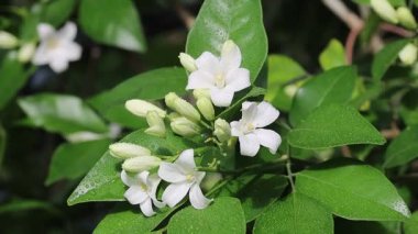 Yasemin çiçekleri rüzgarda sallanıyor. Harika çiçek açan yasemin 4K stok görüntüsü